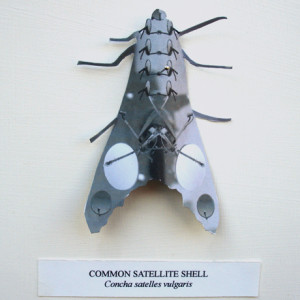 Common Satellite Shell